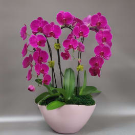 A Warm Embrace- Large Orchid arrangement - Free Delivery in Miami