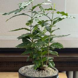 Potted green plant with glossy leaves in a black ceramic bowl