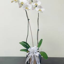 BF-V50 Phalaenopsis Orchid Plant