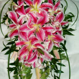 Pink stargazer lilies arranged in a cascading bouquet with greenery