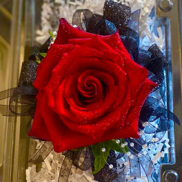 Single red rose with black ribbon and white filler in a gift box