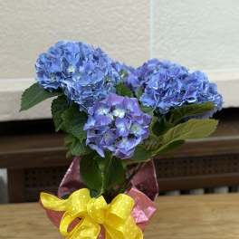Blue Wrapped Hydrangea