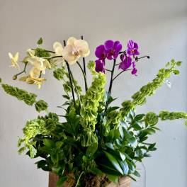 Orchid arrangement in a wooden box with green foliage and cream and purple blooms