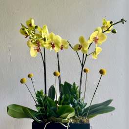 Yellow orchids arranged in a black rectangular planter with green foliage