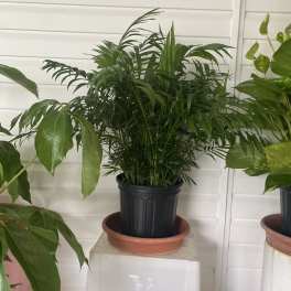 Potted green palm plant in a black nursery pot on a stand
