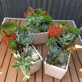Three square planters of succulents with orange blooms on a wooden table