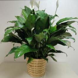 Potted green houseplant with white blooms in a woven basket