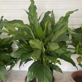 Potted green houseplant with broad glossy leaves