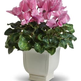Pink cyclamen plant in a white ceramic pot