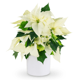 White poinsettia arrangement in a white pot