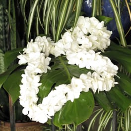 White flower garland draped over large green leaves