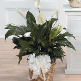 Holy Peace / Large Spathiphyllum Peace Lily Plant