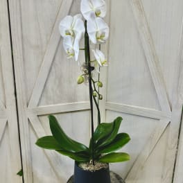 White orchid plant in a black pot with broad green leaves