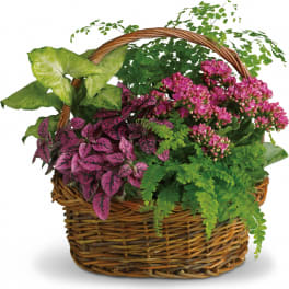 Wicker basket of assorted green plants with clusters of small pink flowers.