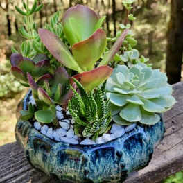 Succulent arrangement in a blue ceramic bowl with white pebbles