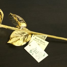 Single gold-dipped rose with attached tags on a black background