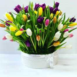 Colorful tulip bouquet in a white round box