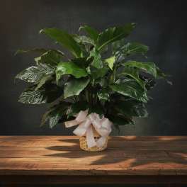 GPL Peace Lily in Wicker Basket with bow