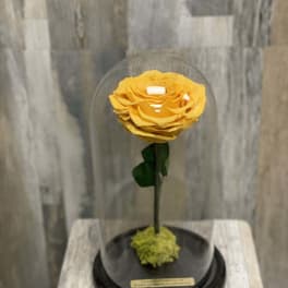 Single yellow rose under a glass dome on a black base