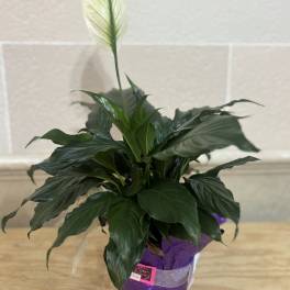 Potted peace lily plant with a single white bloom