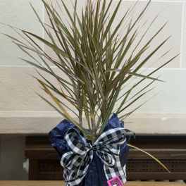 Potted dracaena plant wrapped with a plaid bow
