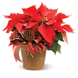 Small Poinsettia Plant