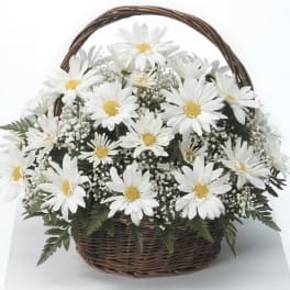 Basket of Daisies