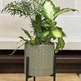 Potted green houseplant in a textured planter on a black stand