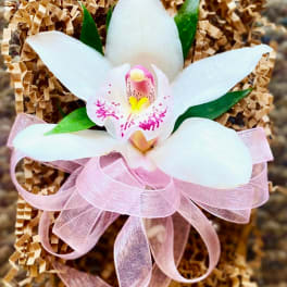 White orchid with pink accents and a pink ribbon bow