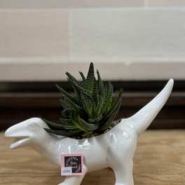 Succulent in a white dinosaur-shaped planter