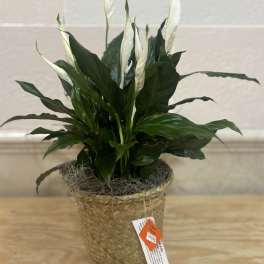 Potted peace lily in a woven basket planter