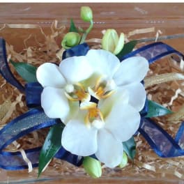 White orchid arrangement with blue ribbon accents in a clear box