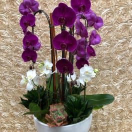 Purple and white orchids arranged in a white bowl planter