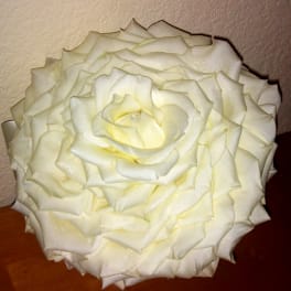 Close-up of a white rose bloom