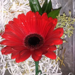 Single red gerbera daisy in a gift box with shredded paper