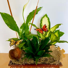 Potted green plant arrangement with decorative butterflies in a carved wooden container