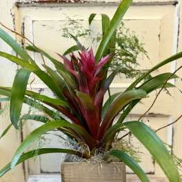 Potted tropical plant with burgundy and green leaves in a wooden container