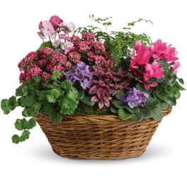 Simply Chic Mixed Plant Basket