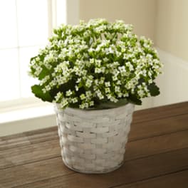 White flowering plant in a woven basket planter