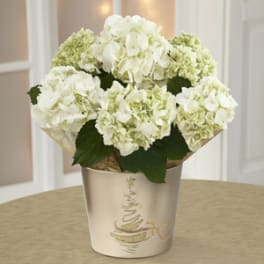 White hydrangea bouquet in a decorative metal pot
