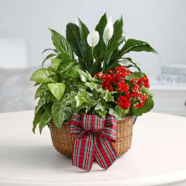 Mixed potted plants in a woven basket with a striped bow