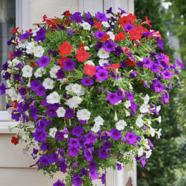 Hanging basket of purple, red, and white petunias