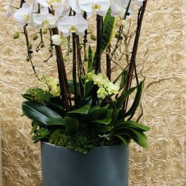 White orchids in a tall gray planter with dark green foliage