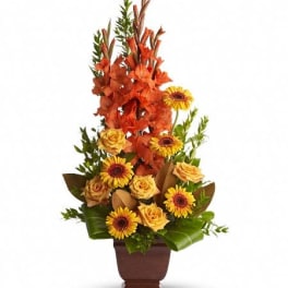 T244-1A Teleflora's Sentimental Dreams