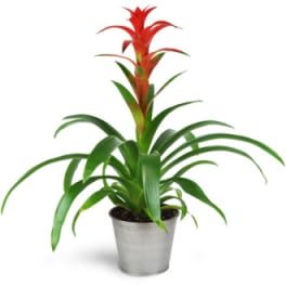 Potted bromeliad with red flower spike in a metal container
