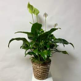 Peace Lily in a basket