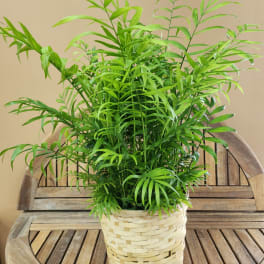 Potted green palm plant in a woven basket