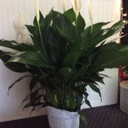 Elegant Spathiphyllum - Large