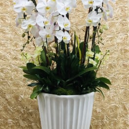 White orchids arranged in a tall white planter