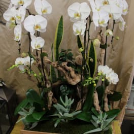 White orchids arranged in a wooden planter with succulents and driftwood